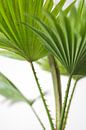 Palm (blad) von Jeantina Lensen-Jansen Miniaturansicht