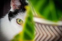 Verstopte kat staart je aan