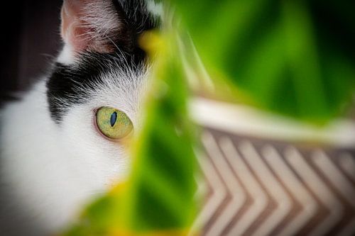 Versteckte Katze starrt Sie an