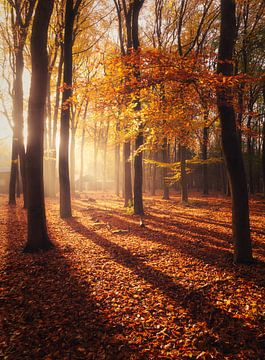 Het geheime huis in het bos van Loris Photography