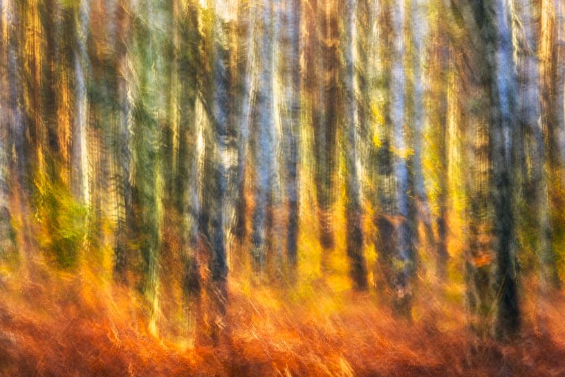 fiery birch forest by Daniela Beyer