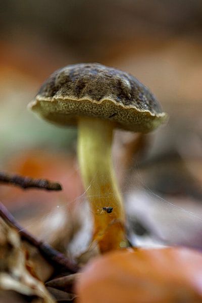 champignon par ton vogels