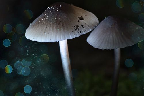 Delicate paddenstoelen filigraan op de bosgrond