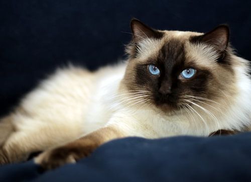 Ragdoll Storm of Furocats