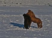 IJslandse paarden spelen van Timon Schneider thumbnail