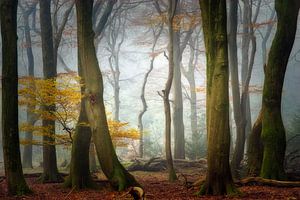 Land Of Dreams