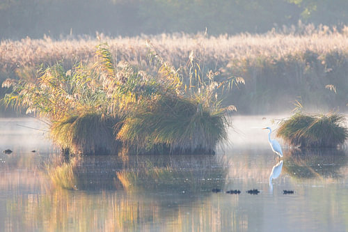 De grote zilverreiger in de vroege ochtend