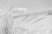 Marram grass and dunes
