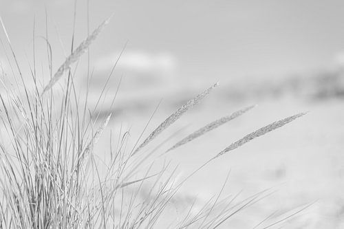 Marram grass and dunes