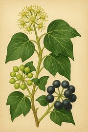 Klimop in Wintertooi — Botanisch Portret van Bert Quaedvlieg