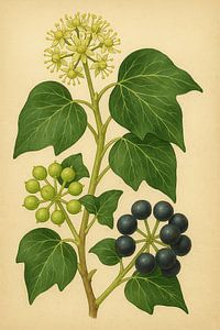 Klimop in Wintertooi — Botanisch Portret