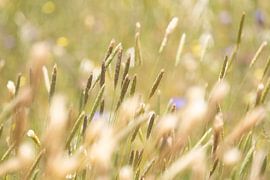 Wuivend veldgras - gouden uur