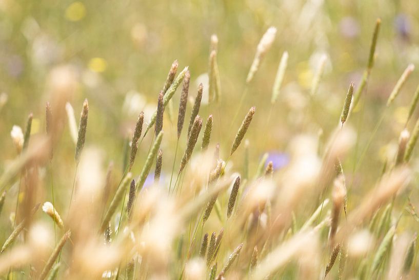 Wuivend veldgras - gouden uur van Daisy Renders