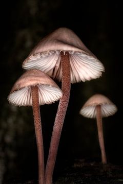 Großer Blut-Helmlinge