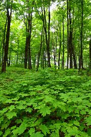Ein Ahornwald im Sommer