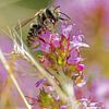 Die Wildbiene auf der Waldlichtung von Detlef Schöler Fotografie