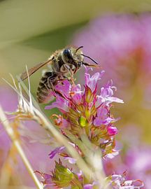 The wild bee in the forest clearing