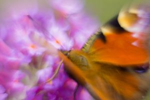 Kleurenpracht van de dagpauwoog vlinder