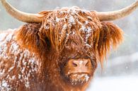 Portrait d'une vache écossaise Highlander dans la neige par Sjoerd van der Wal Photographie Aperçu