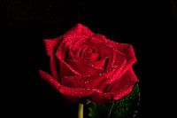 Red Rose