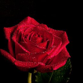 Red Rose von Gerwin Remmers