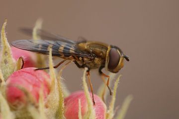 Bosbandzweefvlieg op perenbloesem van H. van Dodeweerd