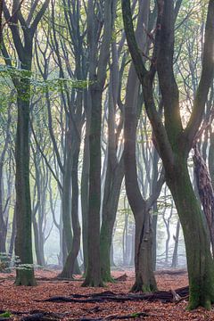 Speulder forest by Evert Jan Kip