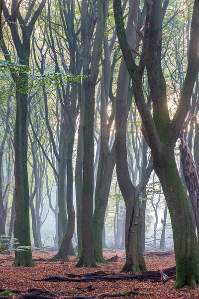 Speerwald von Evert Jan Kip