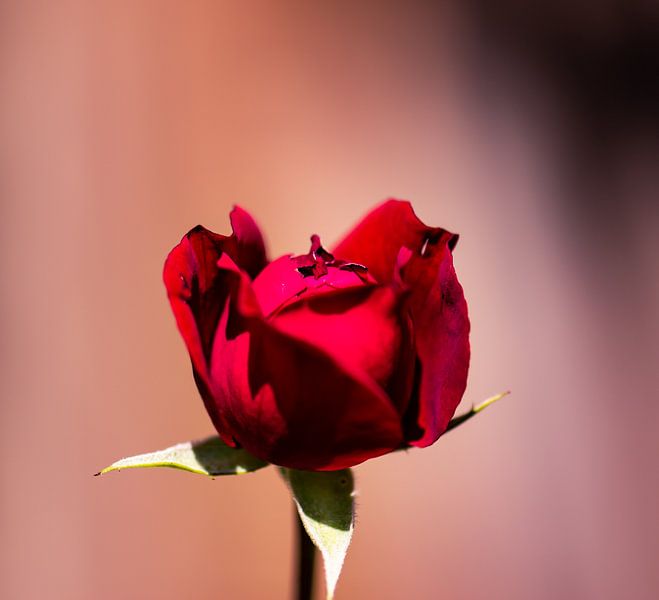 knospende rote Rose von Tania Perneel