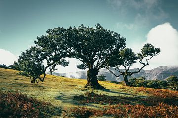 Riesiger Lorbeerbaum im malerischen Märchenwald von Fanal II von Daan Duvillier | Dsquared Photography