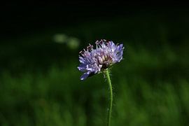 Kassel von Jeffrey Kind