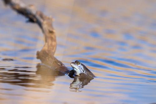 Pour faire une pause dans l'agitation, Blue Frog sur Marjoo