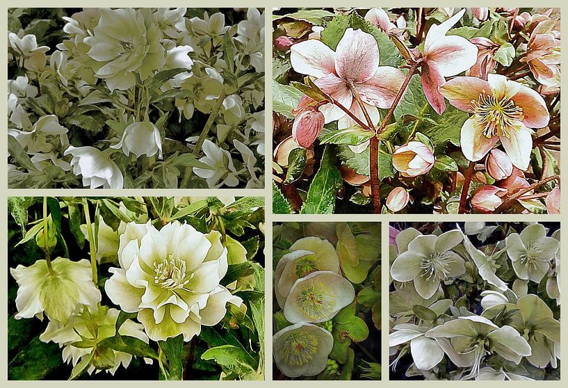 Collage van vastenroos van Dorothy Berry-Lound