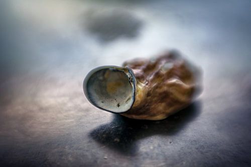 coquille 2