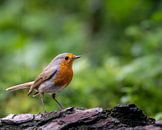 Roodborstje van John Goossens Photography thumbnail