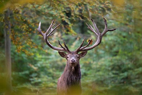 red deer