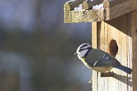 Koolmees bij vogelhuis, wachten op de lente