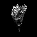 Amaryllis bloem van Vers Licht Fotografie thumbnail