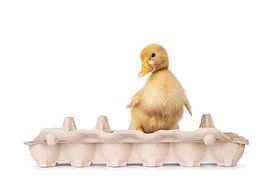 Duck by Nynke van Holten