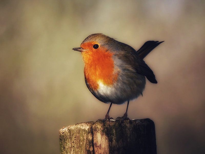The robin by Maickel Dedeken