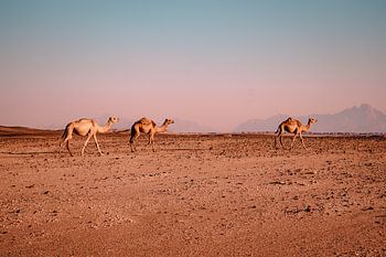 Camels in the desert
