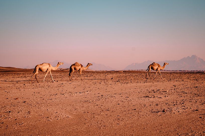 Camels in the desert by May Leigh De Lima