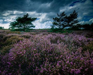 2 bomen op de heide