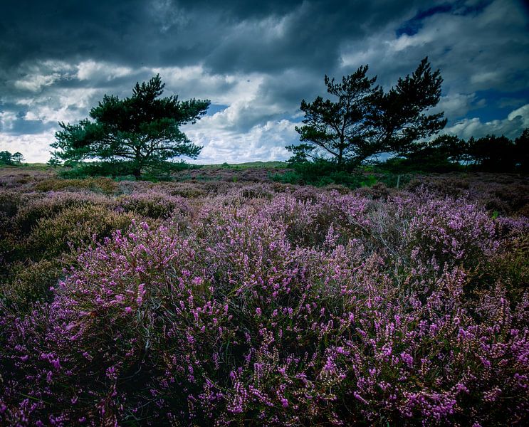 2 trees on the heath by peterheinspictures