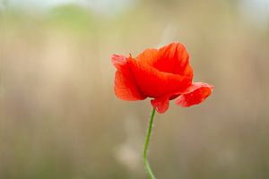 Mohn in der Frühlingssonne von Maaike Lueb