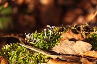 Herfstbladeren op mos
