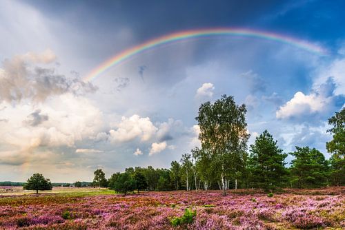 Rainbow over the heath landscape