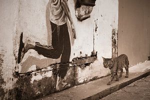 Chat dans les rues de Kuching, Bornéo