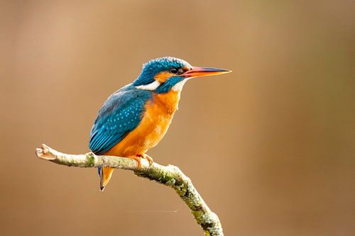 IJsvogel, Alcedo Atthis