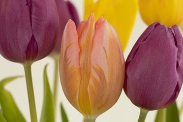 Tulipes en plusieurs couleurs sur Huub de Bresser